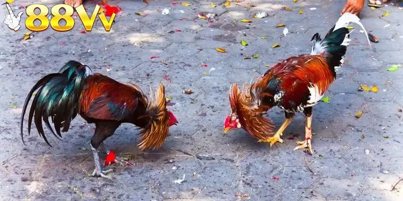 Chia sẻ luật chơi cơ bản trong sảnh đá gà 88VV cho thành viên tham gia